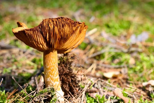 The single mushroom in its wild environment — Stock Photo, Image