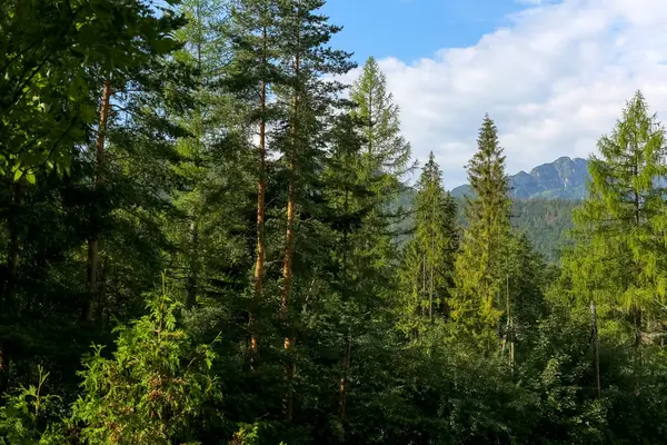 Bomen en bergen bereik in een afstand — Stockfoto