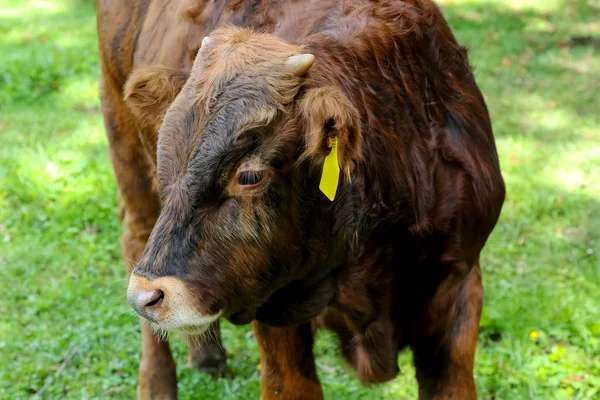 Junge Kuh mit einer gelben Ohrmarke — Stockfoto