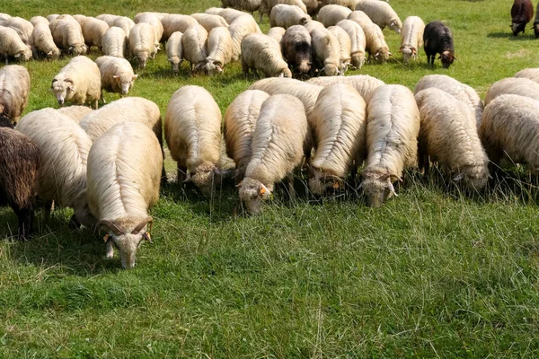 Вівці на траві Стокове Фото