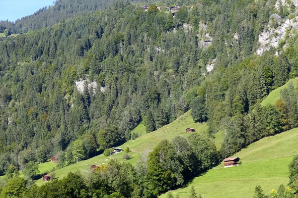 Pendiente de colinas y bosques alpinos —  Fotos de Stock