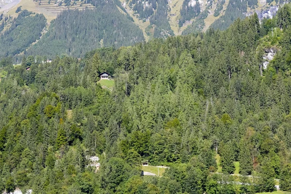 Paysage de la forêt alpine — Photo