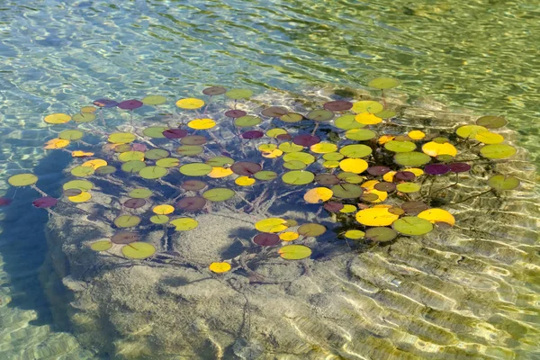 Hojas de planta acuática en las aguas del estanque —  Fotos de Stock