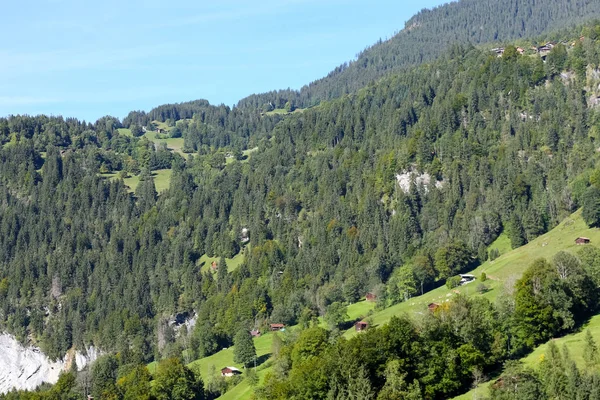 Svahu kopce je pokryta hustým lesem — Stock fotografie