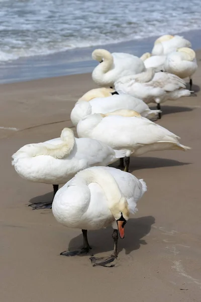 Los cisnes se esconden del viento — Foto de Stock