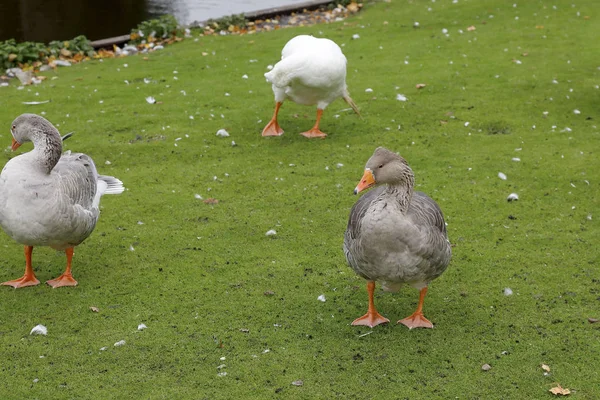 Geese rest on the lawn — Stock Photo, Image