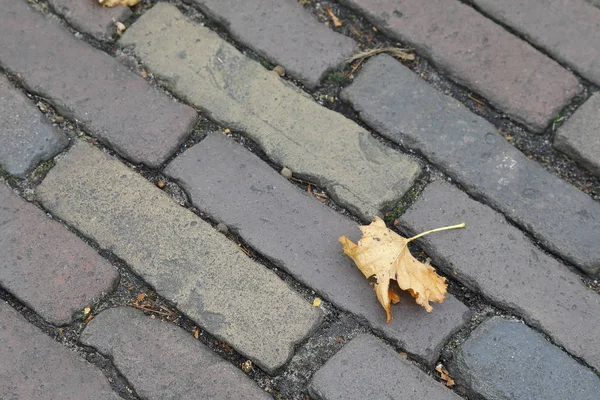 A folha do outono encontra-se na superfície da calçada — Fotografia de Stock