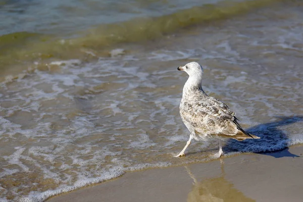 La gaviota está observando las aguas del mar —  Fotos de Stock