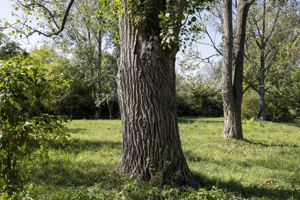 Tree trunks in park areas of Goclaw housing estate — Stock Photo, Image