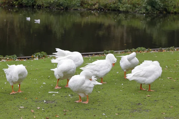 White geese are on the lawn at the lake — Stock Photo, Image