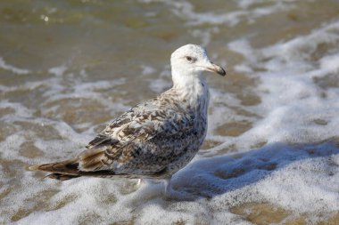Martı Baltık denizinin sularında duruyor.