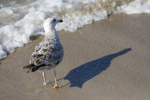 Gaviota es caminar playa de mar — Foto de Stock