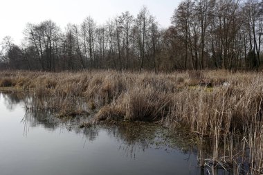 Nehir kıyısı sık sık sazlıklar ve ağaçlarla kaplandı. Bu manzara Polonya 'daki Narew Nehri tarafından görülebilir..