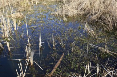 Sazlıklarla dolu sulak arazi nehrin hemen yanında görülebilir. Bu manzara Polonya 'daki Narew Nehri tarafından görülebilir..