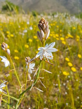 Arka plan çim ve çiçek bahar