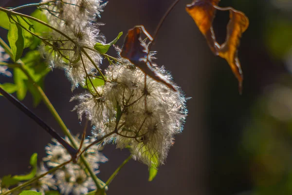 Disteln im Frühling — Stockfoto