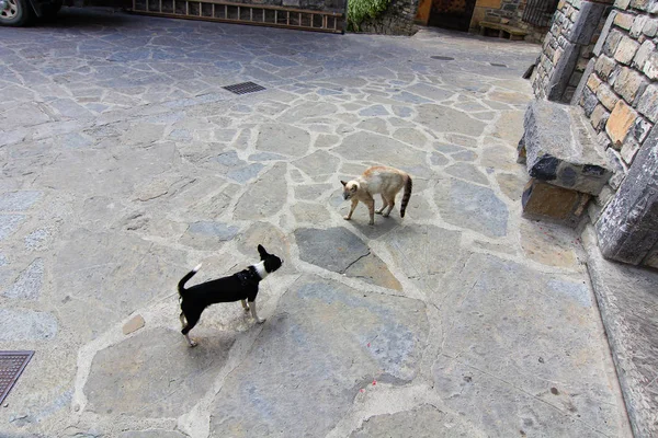 Czarno-białe chihuahua ogląda kota — Zdjęcie stockowe