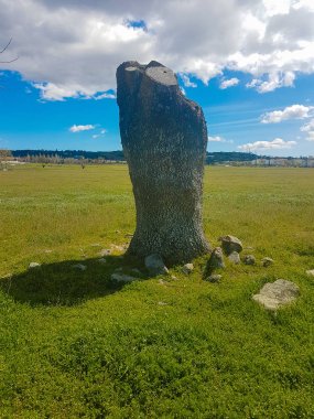 Ağaç gövdesi mavi gökyüzü ile çayırda