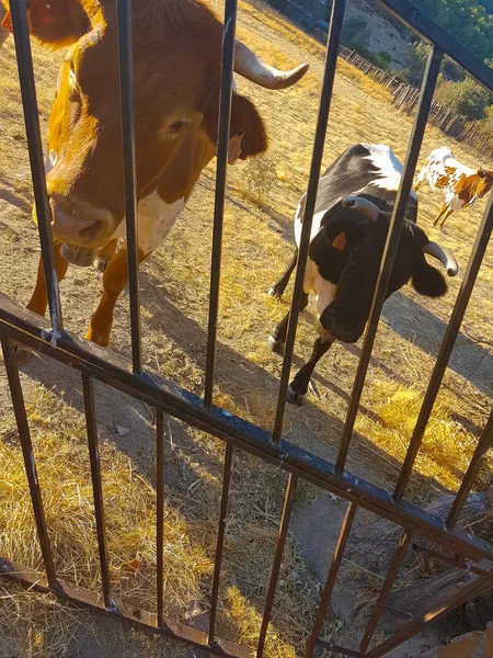 Krowy, obok drzwi — Zdjęcie stockowe