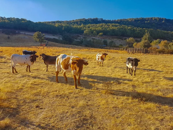 Vacas pastando en el prado Vacas pastando en el prado — Foto de Stock