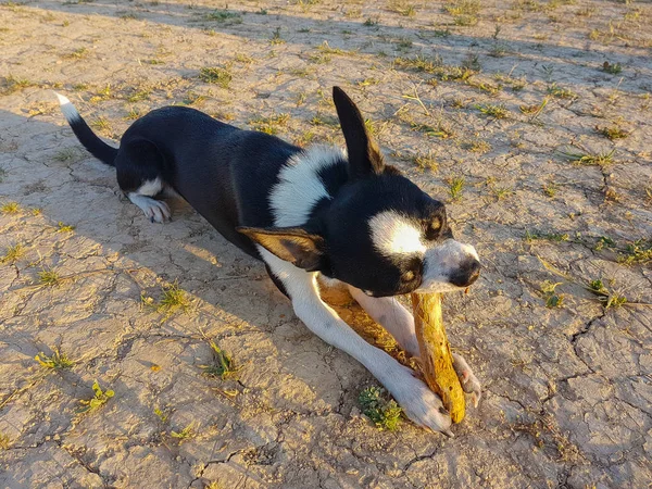 Bir sopa günbatımında ısırma Chihuahua köpek yavrusu — Stok fotoğraf