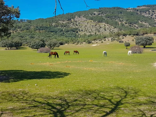 Paarden grazen in het weiland — Stockfoto