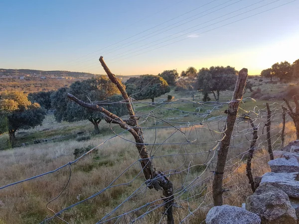 Muro di pietra e bastoni nel campo — Foto Stock