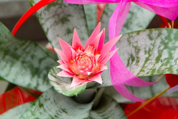 Fiore rosa su un cactus verde — Foto Stock