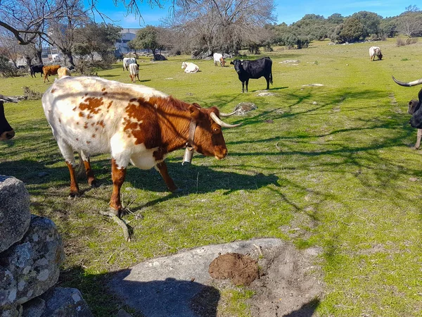 Cows graze in the field — Stock Photo, Image