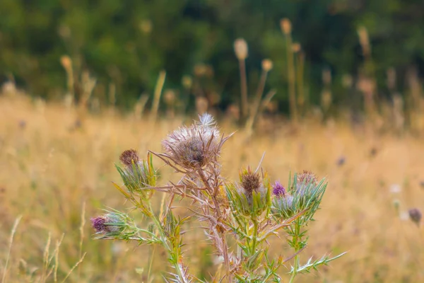 Cardos de campo en primavera —  Fotos de Stock