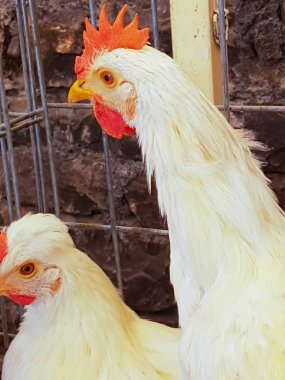 Tavuklar yumurtalarını bırakmak için