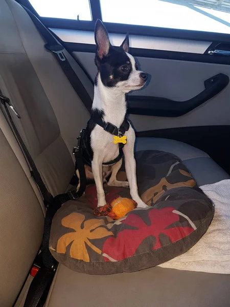 Chihuahua noir et blanc voyageant en voiture — Photo