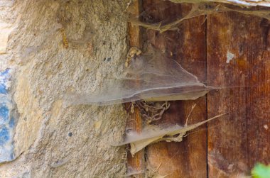 Terk edilmiş bir pencerenin köşesindeki örümcek ağı