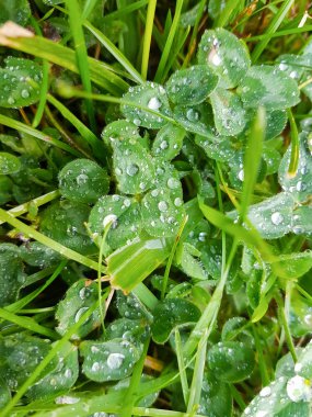 Yonca su damlaları ile arka plan