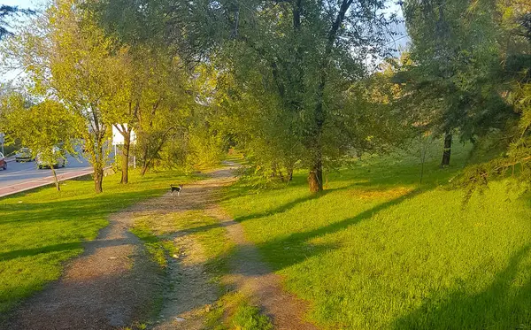 Sentiero attraverso un prato di erba verde e alberi — Foto Stock