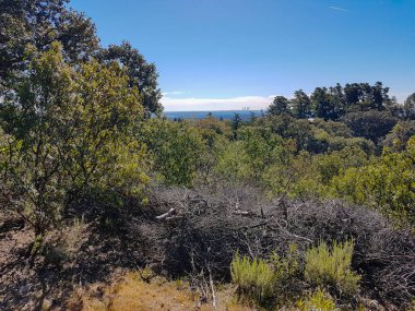 Meşe ve dikenli Mount