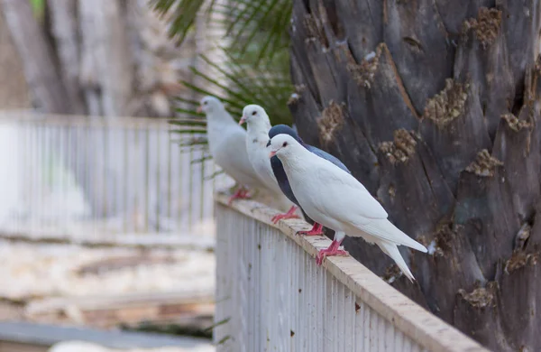 Witte en grijze duiven op de leuning van een park — Stockfoto