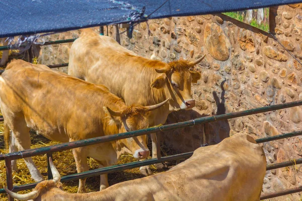 Vacas en el establo — Foto de Stock