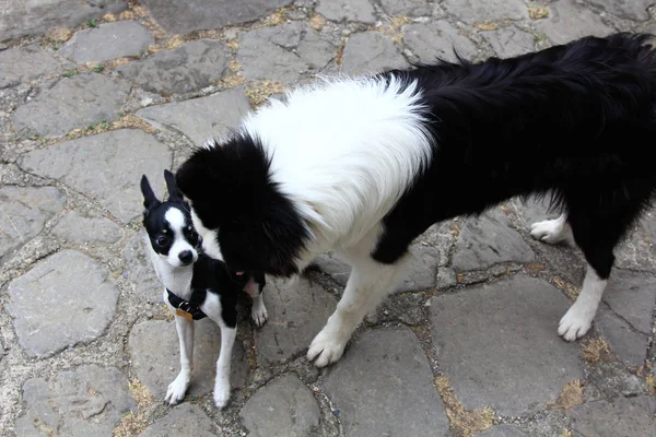 Black and white chihuahua plays with another large dog of the sa — Stock Photo, Image