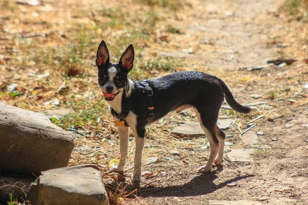 Chihuahua hitam dan putih berjalan di pedesaan — Stok Foto