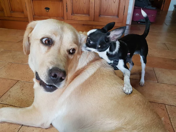 Chihuahua noir et blanc joue avec un chien récupérateur — Photo