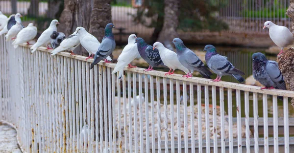 Pombos brancos e cinzentos no corrimão de um parque — Fotografia de Stock