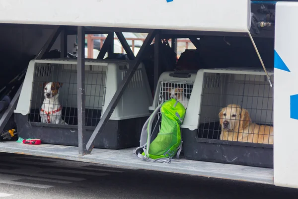 Puppies in a travel cage — Stock Photo, Image