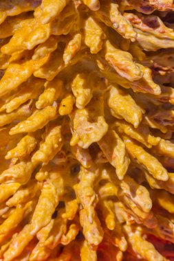 Ainsa bölgesinden tipik tatlı, Huesca Spain