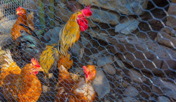 Pollo con 3 pollos y un gallo — Foto de Stock