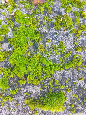 Bir granit kayaya moss