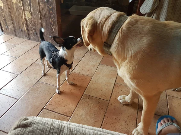 Schwarz-weißer Chihuahua spielt mit einem Retriever-Hund — Stockfoto