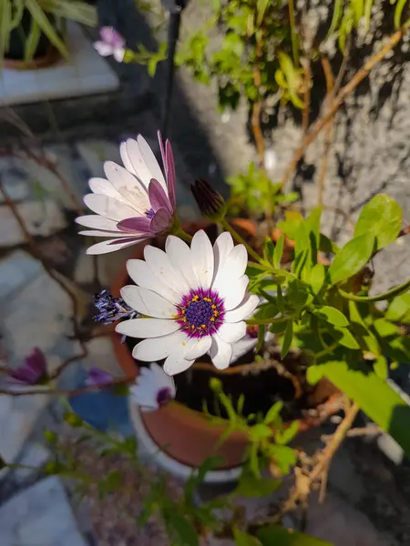 Flotte blomster i foråret - Stock-foto