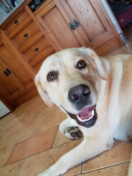 Un perro bastante labrador — Foto de Stock