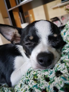 Chihuahua siyah ve beyaz uykulu rahat